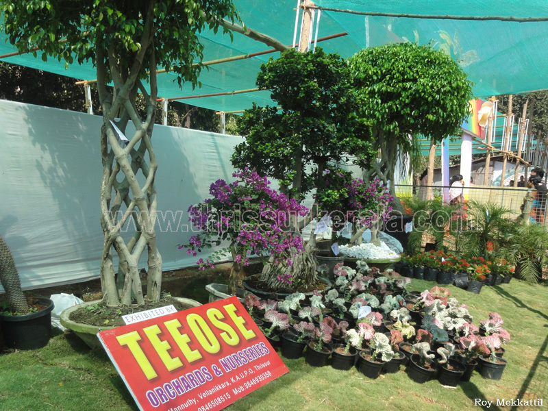 flower-show-2012 (5)